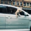 A small dog leans out of a car window, capturing a moment of joy.