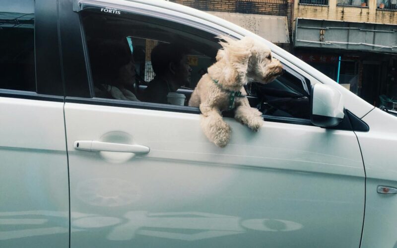 A small dog leans out of a car window, capturing a moment of joy.