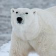 Urs polarîn in habitat batural