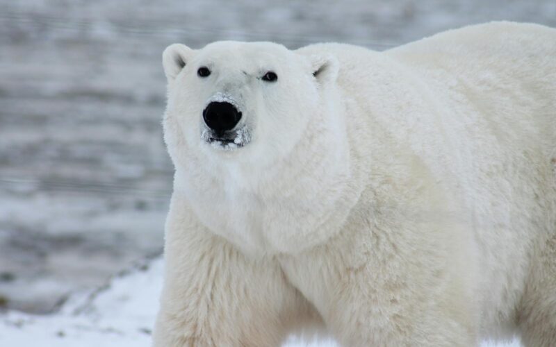 Urs polarîn in habitat batural