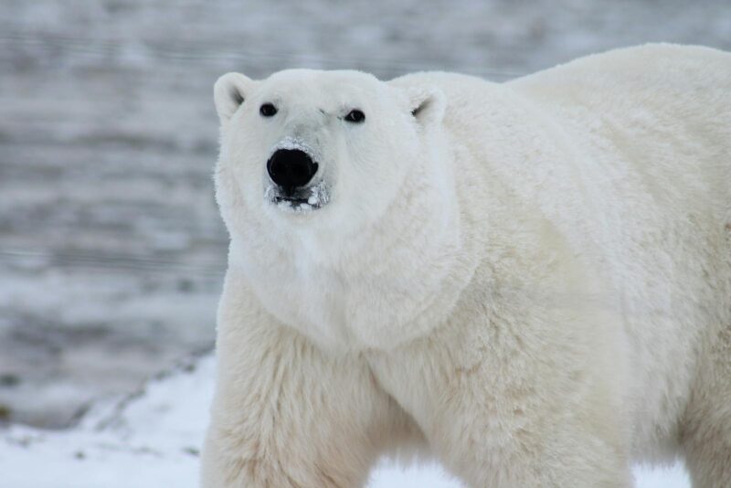 Urs polarîn in habitat batural