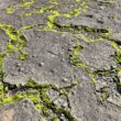 Betonul care se „vindecă” singur folosește licheni sintetici pentru a repara fisurile cu ajutorul aerului și a luminii soarelui