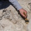 Fosilă de dinozaur excavată de un paleontologi