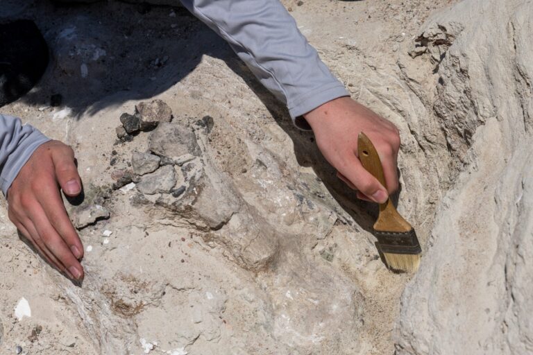 Fosilă de dinozaur excavată de un paleontologi