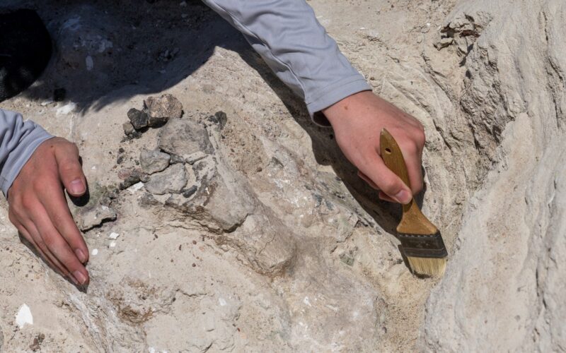 Fosilă de dinozaur excavată de un paleontologi