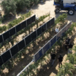 Un startup din Israel prezintă o nouă metodă de combinare a panourilor fotovoltaice cu viticultura care funcționează aproape prea bine: „Fermierii stau la coadă pentru a obține soluția noastră”