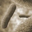 Yersinia pestis