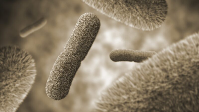 Yersinia pestis