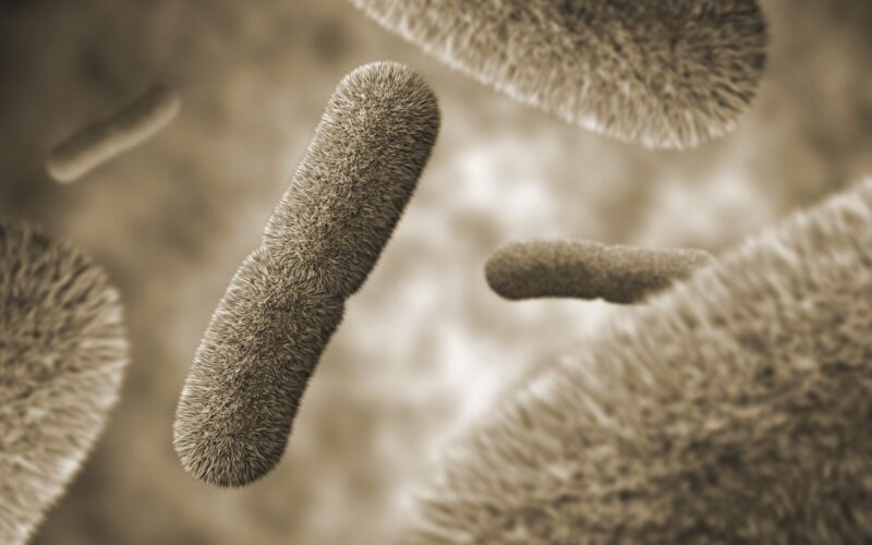Yersinia pestis