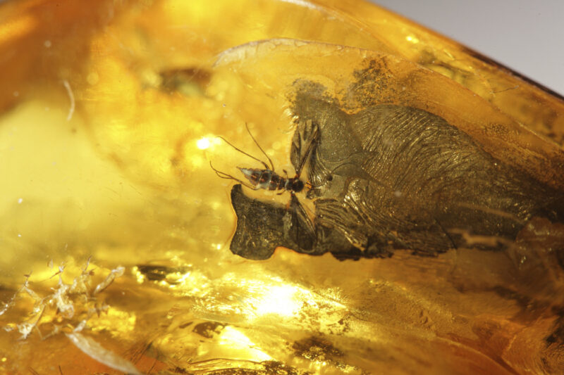 Insecte conservate în chihlimbar