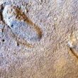 Urme de pași de Neanderthal