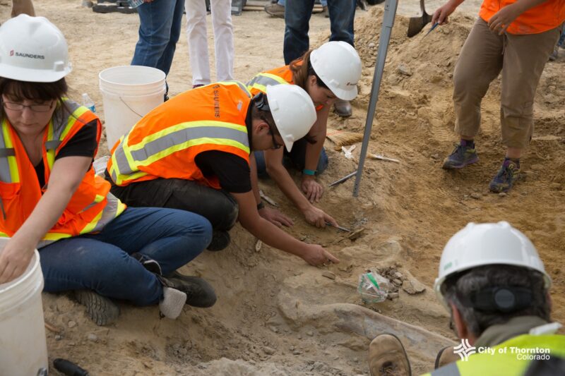 Fosile de dinozaur scoase la lumină de arheologi și paleontologi