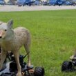 coioti robot folositi pentru a tine la distanta fauna salbatica