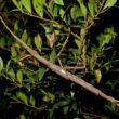 insecta bat uriasa descoperita in australia