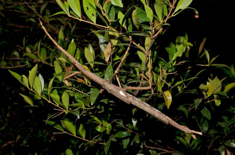 insecta bat uriasa descoperita in australia