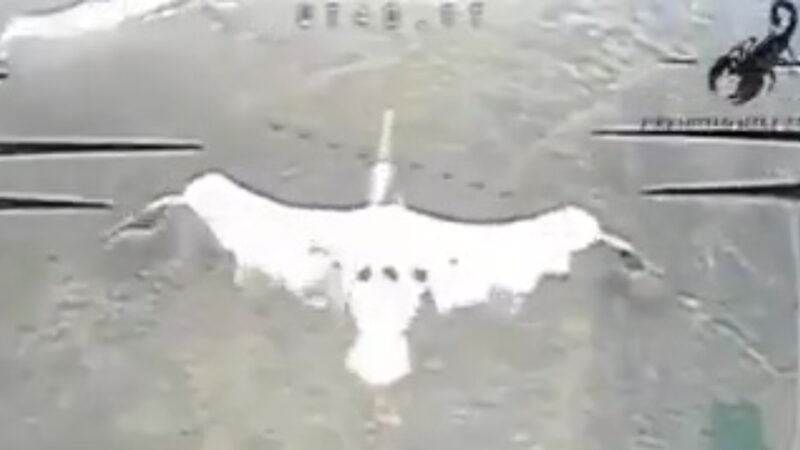 un pelican este atacat de o drona ruseasca