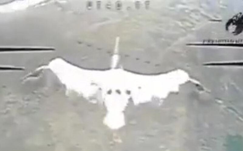 un pelican este atacat de o drona ruseasca