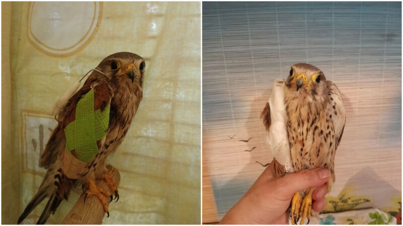 vanturelul shrike care a atacat in ucraina o drona rusa