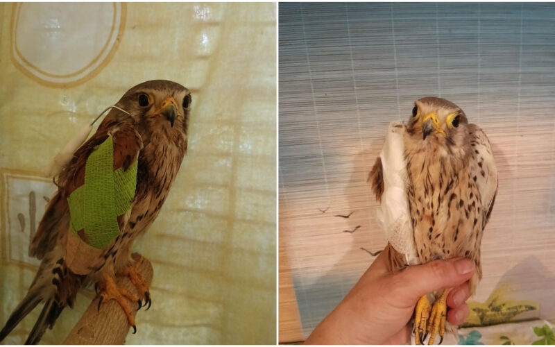 vanturelul shrike care a atacat in ucraina o drona rusa