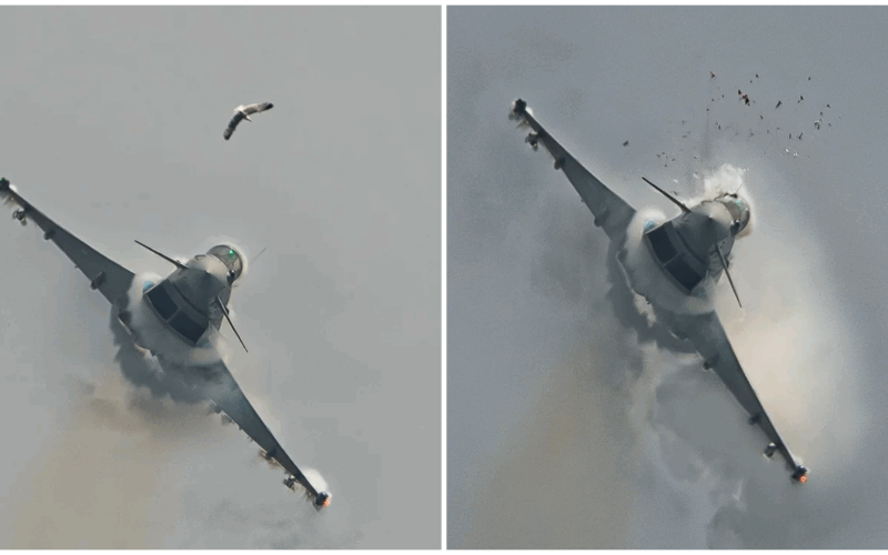 colaj de imagini cu un avion lovind o pasare
