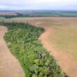 Defrișări masive în pădurea amazoniană