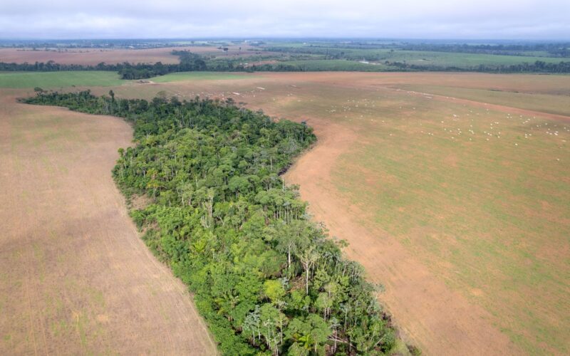 Defrișări masive în pădurea amazoniană