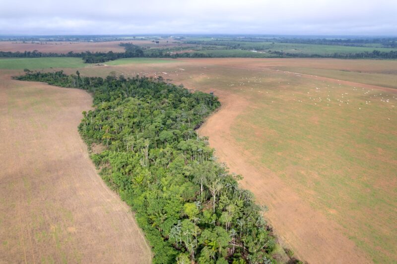 Defrișări masive în pădurea amazoniană