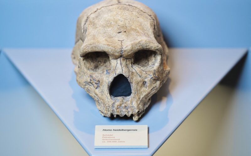 Craniul de la Petralona