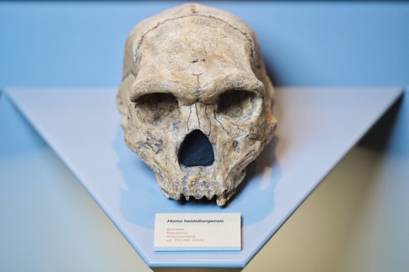 Craniul de la Petralona