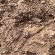 Mandibulă de 1,8 milioane de ani descoperită în Georgia