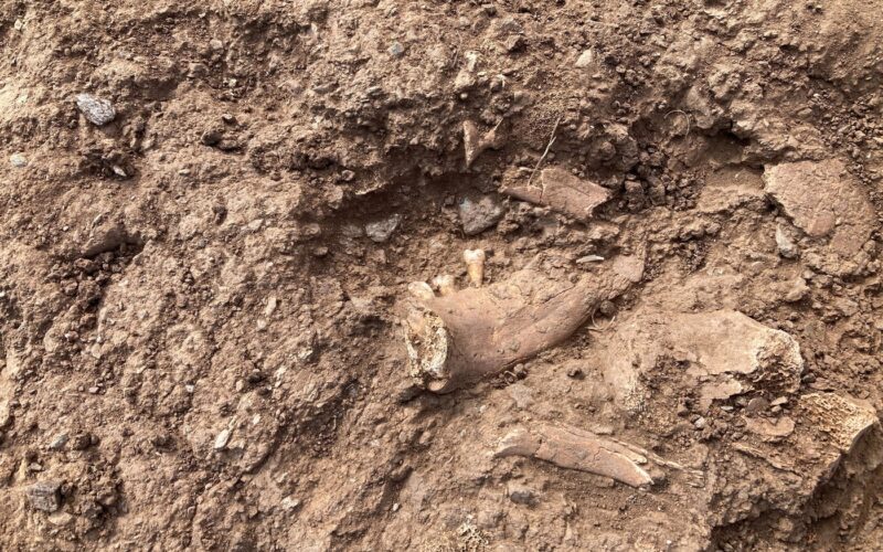 Mandibulă de 1,8 milioane de ani descoperită în Georgia