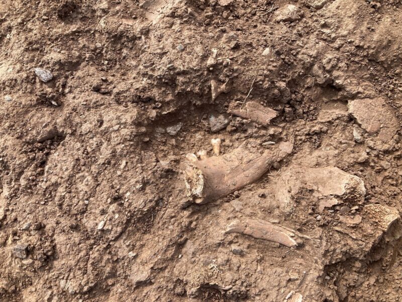 Mandibulă de 1,8 milioane de ani descoperită în Georgia