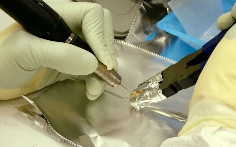 Yersinia pestis identificată în fosile de acum 1500 de ani