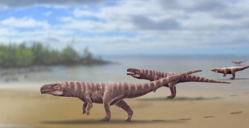 Specie preistorică de crocodil biped