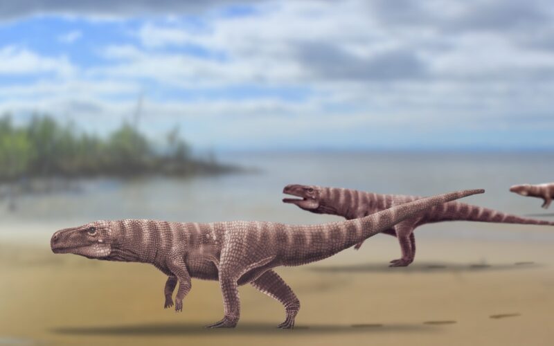 Specie preistorică de crocodil biped