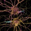 Neuroni