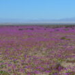 flori cistanthe longiscapa in chile