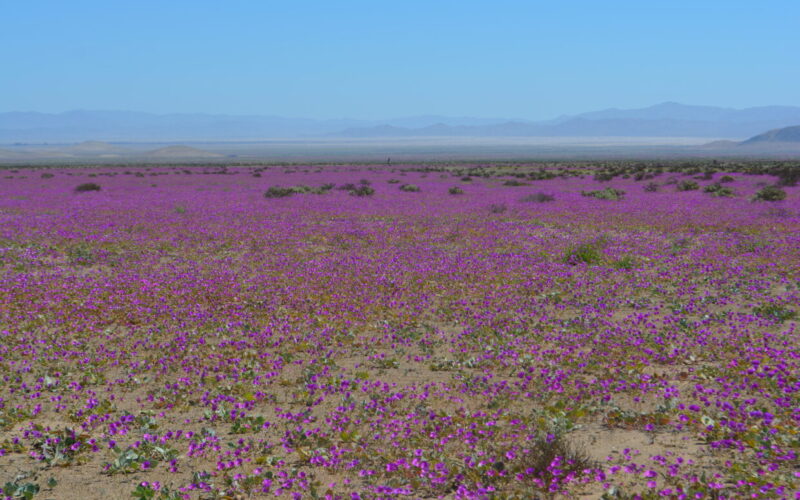 flori cistanthe longiscapa in chile