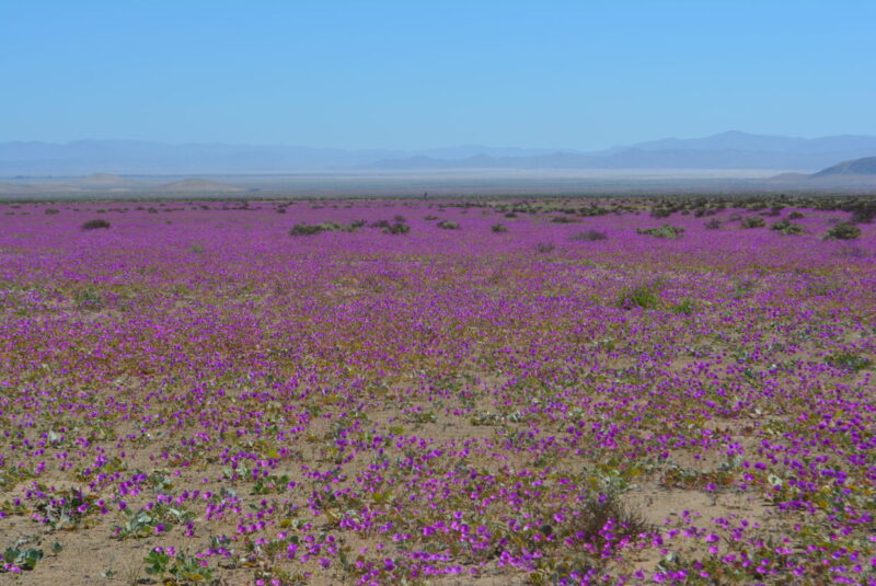 flori cistanthe longiscapa in chile