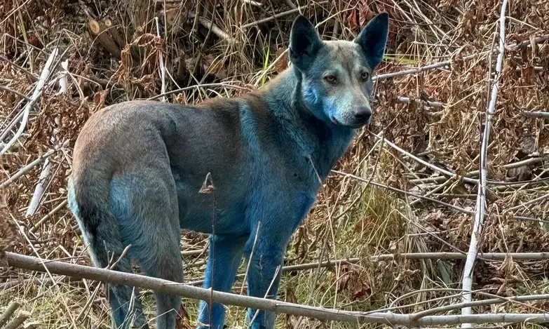 caine albastru la cernobil