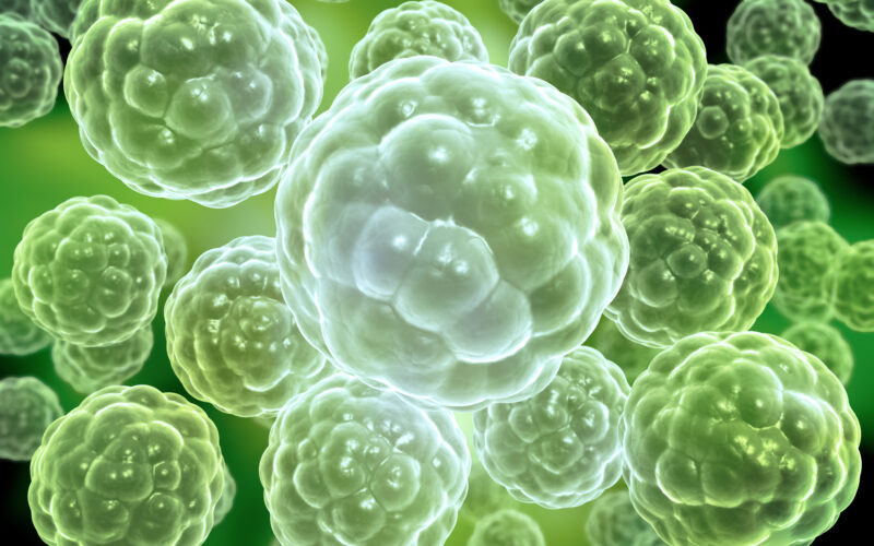 Forme de viață precambriene