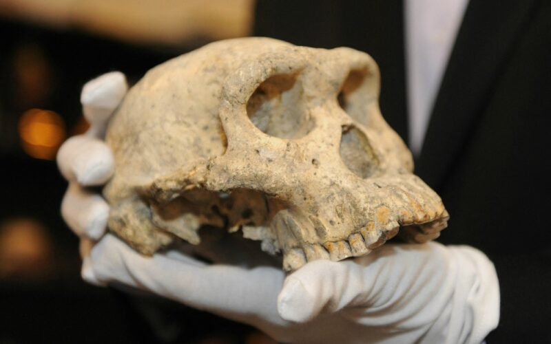 Craniu de la Dmanisi