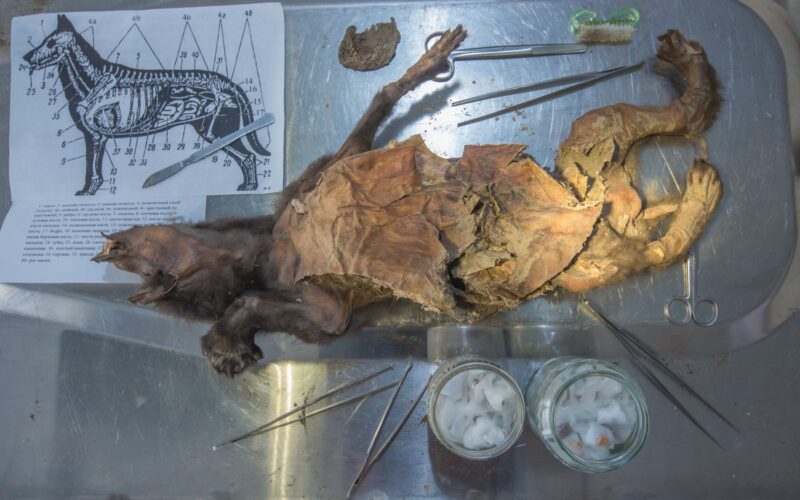 Lupul preistoric Tumat-1