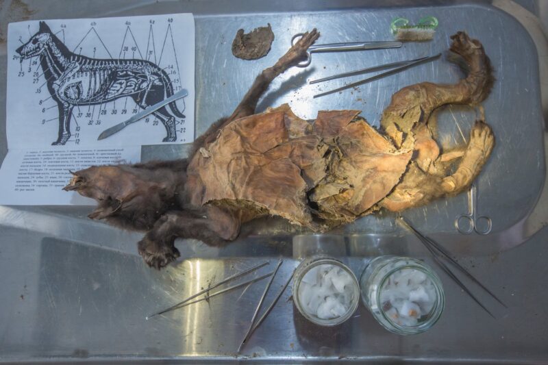 Lupul preistoric Tumat-1