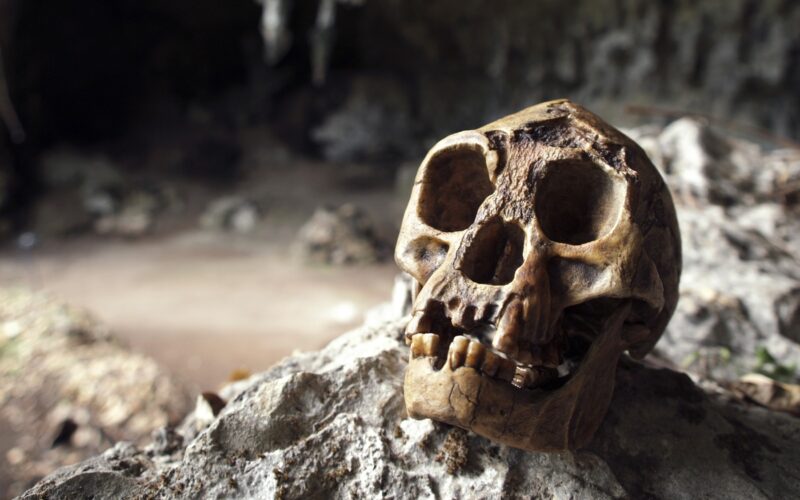 craniu-hobbit-Homo-floresiensis