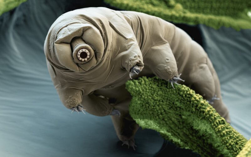 Tardigrade