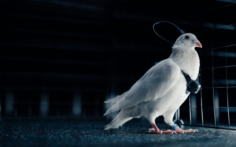 porumbel-spion-cip-implant-creier