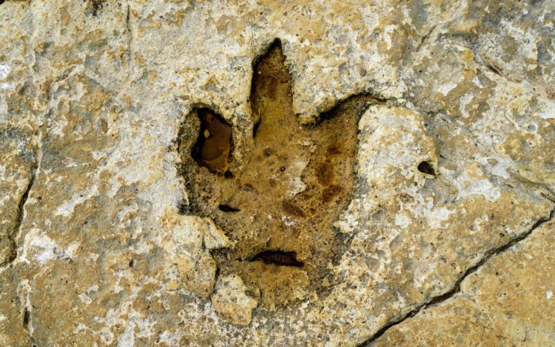 urma-dinozaur-fosila